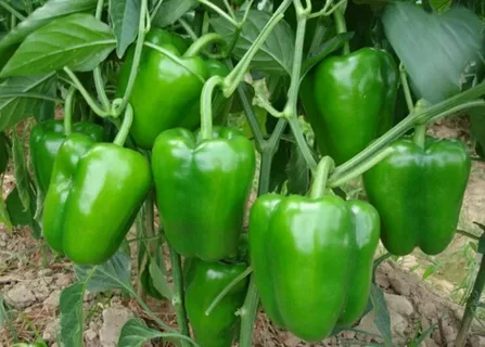 تصویر 1 از راهنمای خرید فلفل دلمه ای شیرین + قیمت عالی